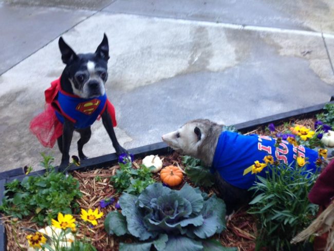He&rsquo;s even been known to draw in large crowds as the guest of honor at dog adoption events.