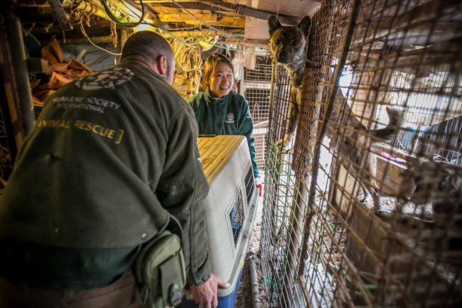 HSI agreed to take the dogs, as the the farmer owners, a husband and wife, were in their 70s and looking to retire. They wanted to leave the dog meat industry so they contacted the organization to give the dogs a better life.