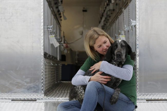 The poor things were terrified of their rescuers. "Most appear to have had little human contact and many of them are understandably very frightened of people, cowering as we approach and trying to hide in corners," said Parascandola.