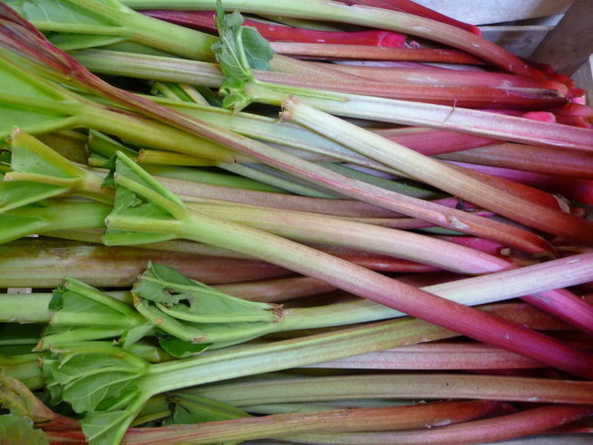 Rhubarb Leaves
