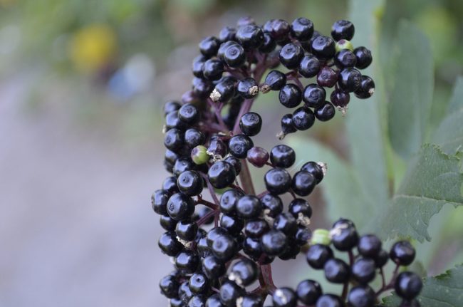 Elderberries