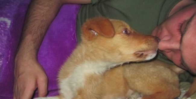 Fisher knew his couldn't leave his newfound friend behind, so he arranged with the SPCAto transport Jax to the U.S. through their Operation Baghdad Pups program.