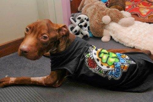 Patrick got veterinary care in New Jersey, where he had surgery to remove an enormous hairball from his stomach so he could eat. His health started to improve. 