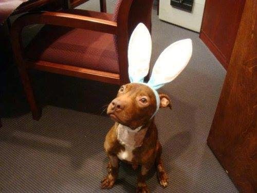 Patrick put on a little more weight and even let his caretakers dress him up for Easter! 