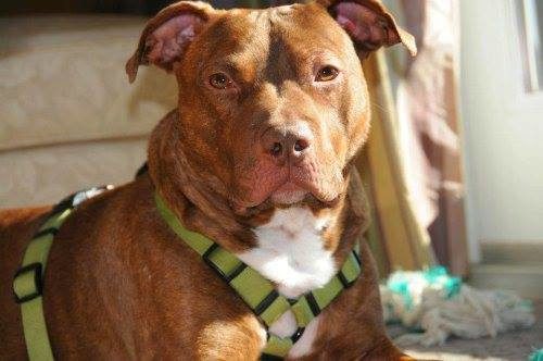 What a handsome fellow! His former owner was charged with abandonment and neglect, so justice was served for Patrick in the end.