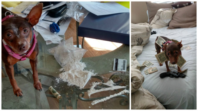 "I was asked to dogsit."Then things escalated...quickly.