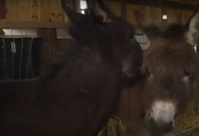 While there, Dietrich punched Amore, a Mediterranean miniature donkey, right in the face without provocation. He also filmed the entire incident and posted it to Twitter. The video has since been deleted.