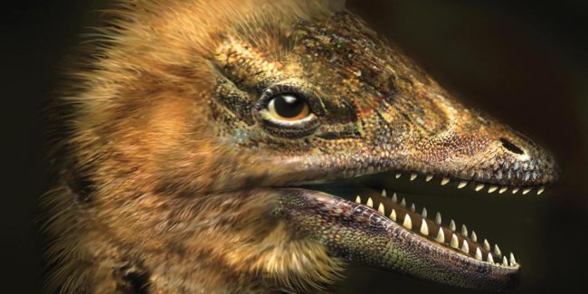 The result, which they say they didn't purposefully aim for, were chickens with dinosaur faces.