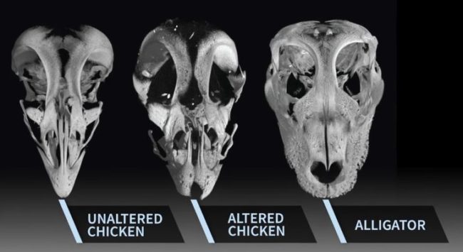 A team of biologists wanted to find out how birds evolved to have beaks, so they isolated a cluster of genes specifically related to facial development in birds and found a way to stop them in a group of chicken embryos.