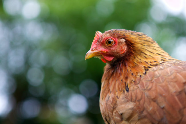 Chickens, along with other birds, are the evolved forms of certain dinosaur species.Instead of having beaks, though, their ancestors had snouts.