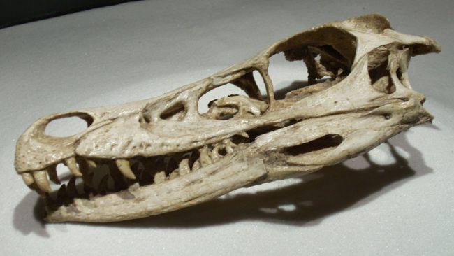 They used beads coated with an inhibiting substance to suppress proteins that would have developed beaks. This gave the embryos dinosaur-like snouts and palates instead.