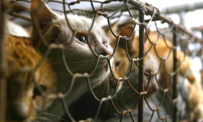 Though the consumption of dog and cat meat isn't exactly widespread in Taiwan, it's encouraging that the ban may influence other Asian countries to follow suit.