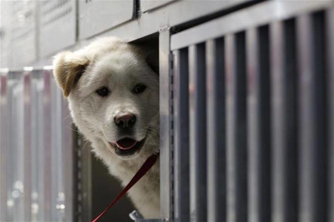 Anyone caught eating or selling dog or cat meat will be fined about 250,000 Taiwan dollars ($8,000 USD) and might have their names and photos published.Drivers and motorcyclists caught pulling animals on a leash will also be fined up to 15,000 Taiwan dollars ($500 USD).