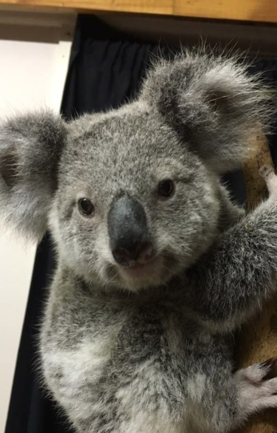 One female and two male koalas were taken from Longman's home, where she was feeding the 14-month-old animals milk. Two of them are also in need of medicine to keep them healthy.