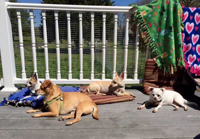But when they arrive at Monkey's House, they're given love and care from volunteers, they get to eat home-cooked dog meals, they have regular vet visits, and they get to sit on whatever piece of furniture they want.