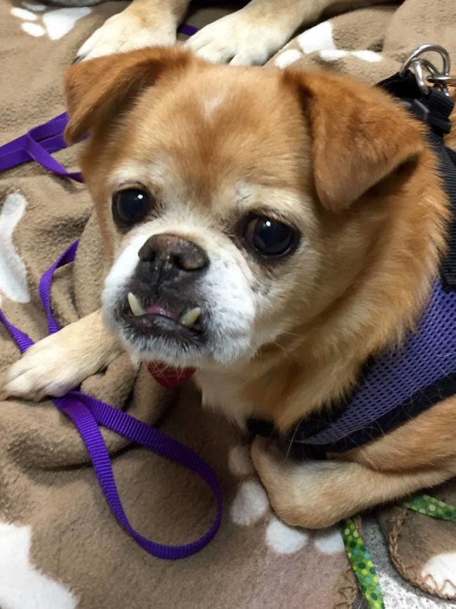 "In losing Monkey the grief was really, really tough and the greatest thing we could do was push through our grief in honoring him, and Monkey loved other dogs," Michele Allen told CNN.