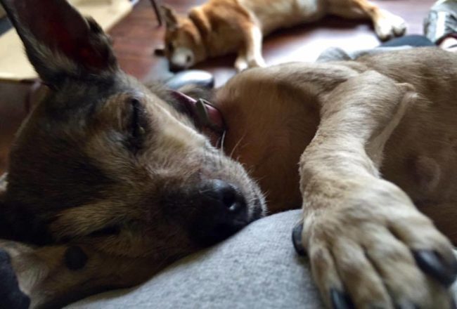 Thanks to the incredible kindness and generosity of these wonderful people, senior dogs can rest easy knowing that "this is their last stop" before they pass on.