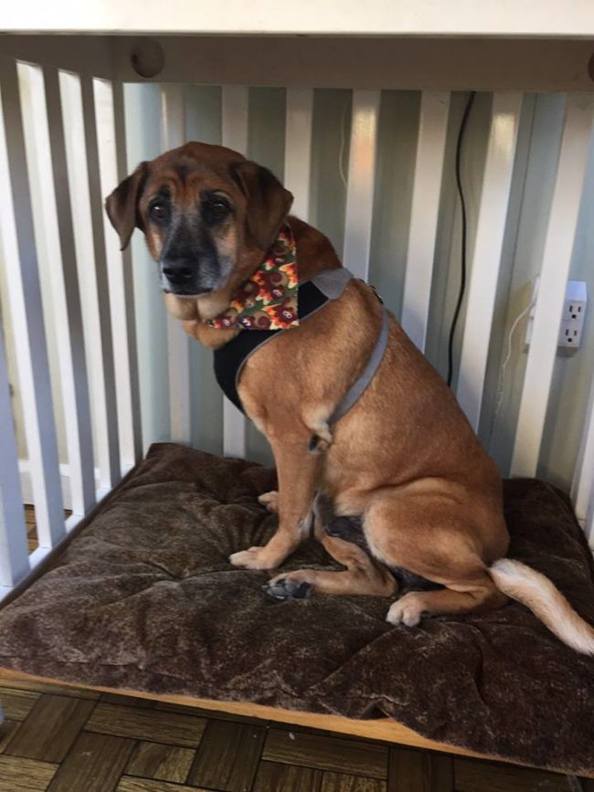 The dogs they take in come from shelters, animal control groups, and veterinarians, where many were surrendered by their previous owners. Most of them were risk of being euthanized.