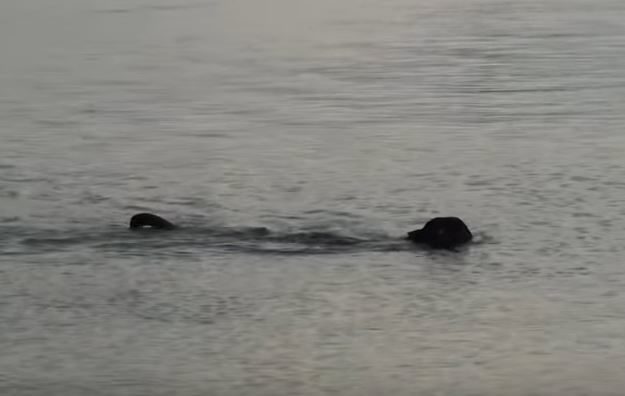 At first, they really had no clue what they were seeing.