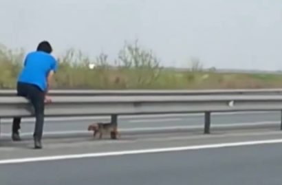 That's when a veterinary surgeon noticed the dog and stopped his car. He ran across the road, risking his own life to try to get to the pup in need. He desperately hoped the dog would trust him quickly so she didn't dart into traffic.