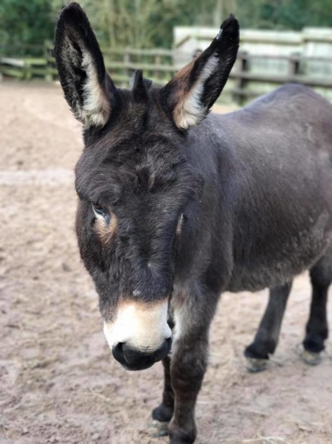 Shocks was abused at the beginning of his life and he was found with rope burns and lesions on his body. He was rescued and taken to the Donkey Sanctuary in Birmingham, England. That's where he met Amber.