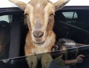 He eventually reunited them with their owner when the person's daughter came across his Facebook post about them, but I think it's safe to say he's going to miss his furry fugitives.He even mentioned adding patrol goats to the police budget!