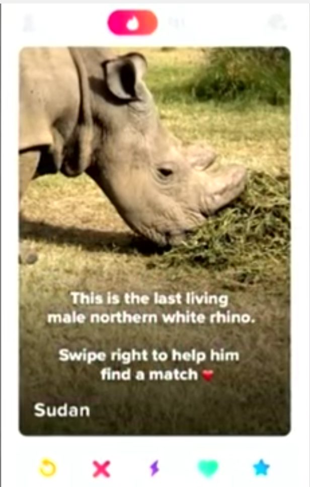 If and when they raise $9 million, researchers at the the Ol Pejeta Conservancy will begin treatments to use Sudan’s sperm to fertilize an egg from one of the two last female northern white rhinos in the wild.