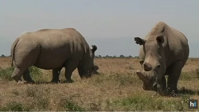 If the fertilization is unsuccessful, the team may also try in-vitro treatments of the far less endangered southern white rhino.