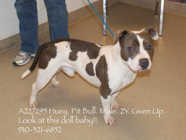 Records show that Cam was previously named Huey and was formerly owned by Rollins' estranged husband, Matt Dyer, a service member who is reportedly devastated by the dog's death.