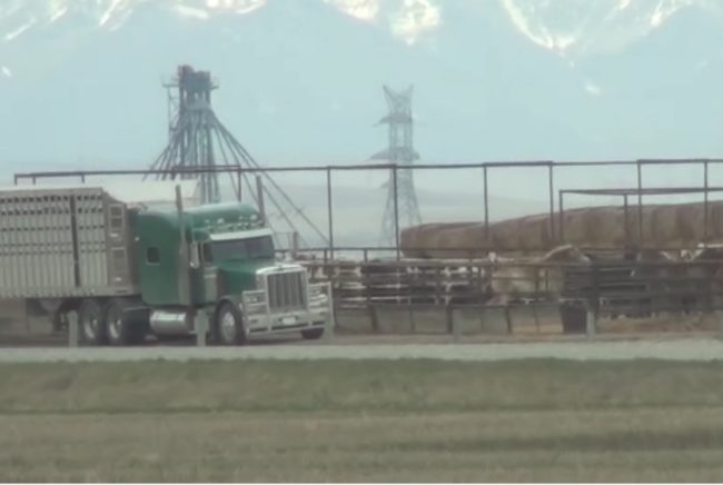 That accounted for nearly 68,000 horses being slaughtered across Canada that year.