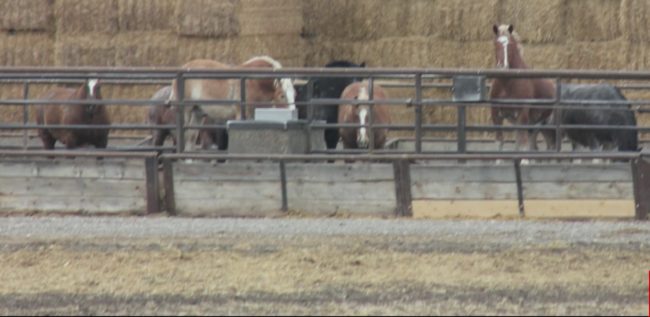 The horse meat trade is a multi-million dollar industry for Canadians. In 2015, an estimated $85 million was gained from the slaughter of these animals.
