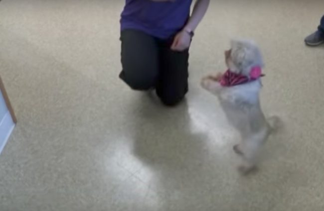 A police officer noticed them heading to a secluded area, and he realized the horror that was about to happen. The men planned to shoot the pup and bury her.