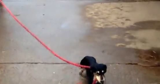 Meet Schnitzel, a three-year-old dachshund who definitely pulls his own weight (and more) around his family's stables.