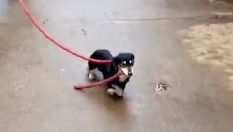 As you'll see by what's on the other end of this rope, size means absolutely nothing to this hard worker.