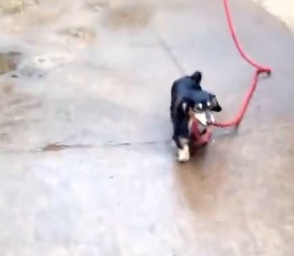 He absolutely loves helping out, even with moving the heavier "loads" around.