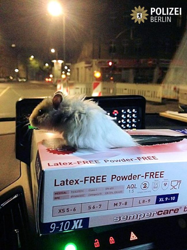 After finding this cutie and naming him Sir Henry, they put him in an empty glove box and took him on a ride to the police station.