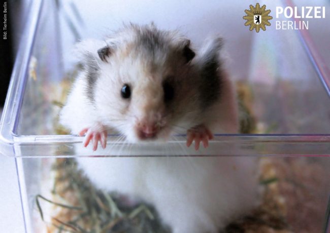 That's when one of the officers decided to go back and adopt him. &ldquo;Let&rsquo;s say he has been also warmly welcomed as a part of the whole &lsquo;family&rsquo; of the Berlin Police department,&rdquo; a spokesman for the Berlin police told The Dodo.