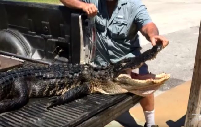 The only thing that got the creature to unlock its jaws was something she had learned at Gatorland, a theme park and wildlife preserve in Florida.