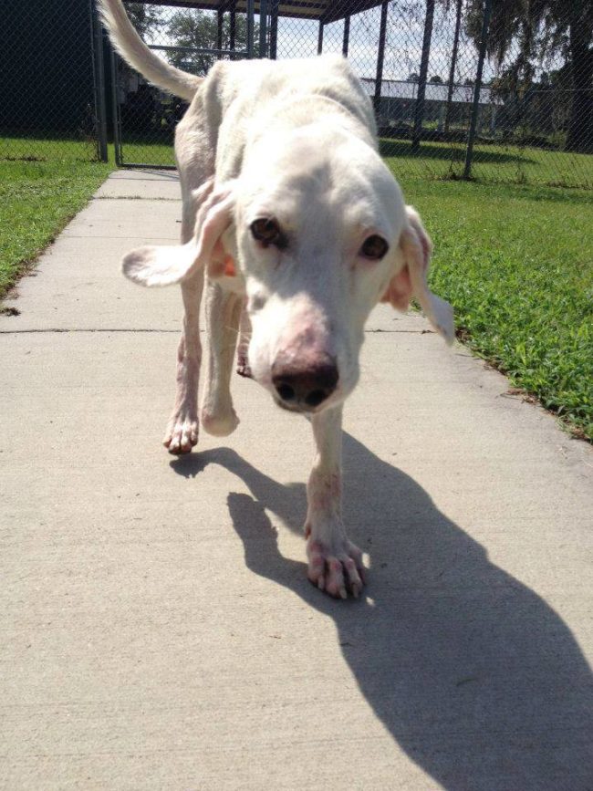 After being adopted and returned by 11 families over the years, the staff at Charleston Animal Society made a discovery that perhaps Gumby wasn’t meant to be adopted.