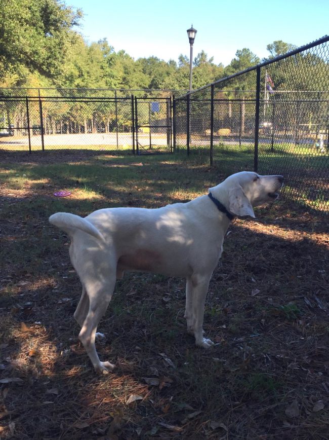 Gumby's also saved lives by serving as a doggy blood donor!