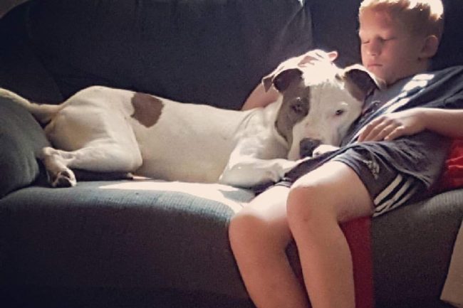 Both Gage and Stitch died after a woman driving a truck hit them as they ran into the road. She didn't have enough time to stop.