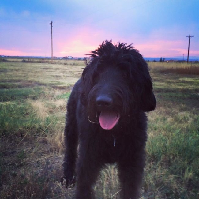 The impact killed her boyfriend and both of her dogs, but she miraculously survived. 