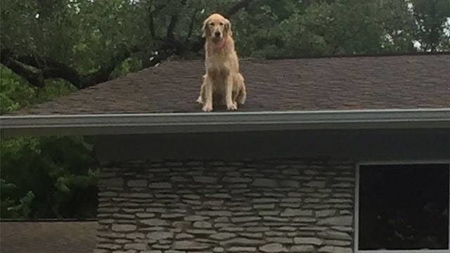 When people first began seeing Huckleberry on his roof, they were understandably concerned.
