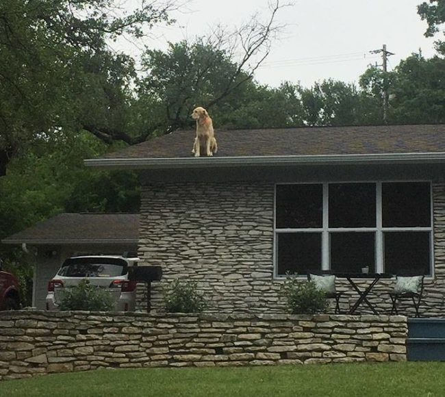 To someone who doesn't live in his neighborhood, it looks like he's stuck up there and could fall and injure himself at any moment. That's why many passersby would knock on the door to let his family know what was going on.