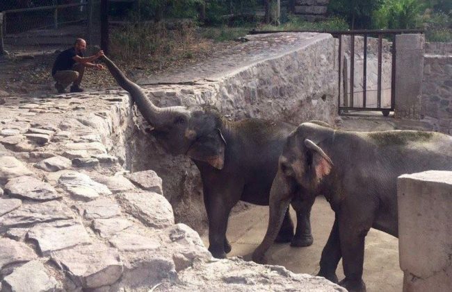 Guillermina and Pocha are a mother-daughter elephant duo at the Mendoza Zoological Park in Argentina.