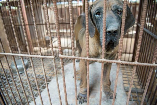 When they first came face-to-face with Waldo, his condition likely broke their hearts. A cage was the only home he'd known. There was no joy in his eyes.