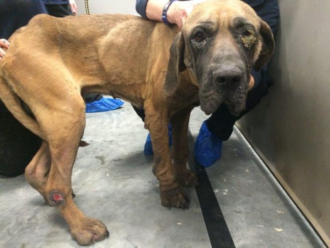 In addition to being emaciated, he had a nasty eye infection and an open sore on his leg.