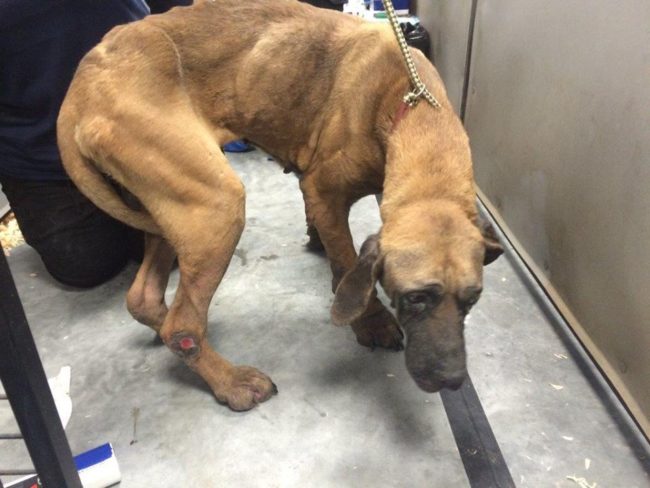 He was probably very terrified of his rescuers because in his experience, humans were not kind.