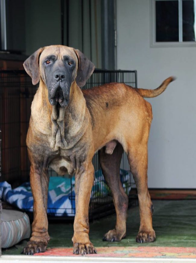 But after HSI placed Waldo with Mastiffs to Mutts Rescue, he put on some much-needed weight and began recovering. His sore healed up and his eye started looking much better.