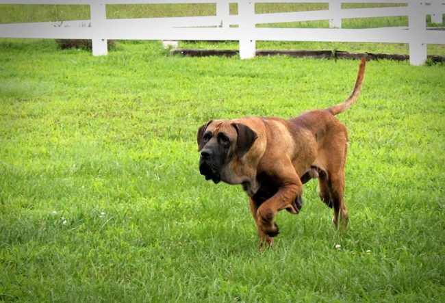 When he got healthy, he was sent to live with a foster family on a horse farm in Virginia. He even started enjoying life and got to play in the grass all the time!